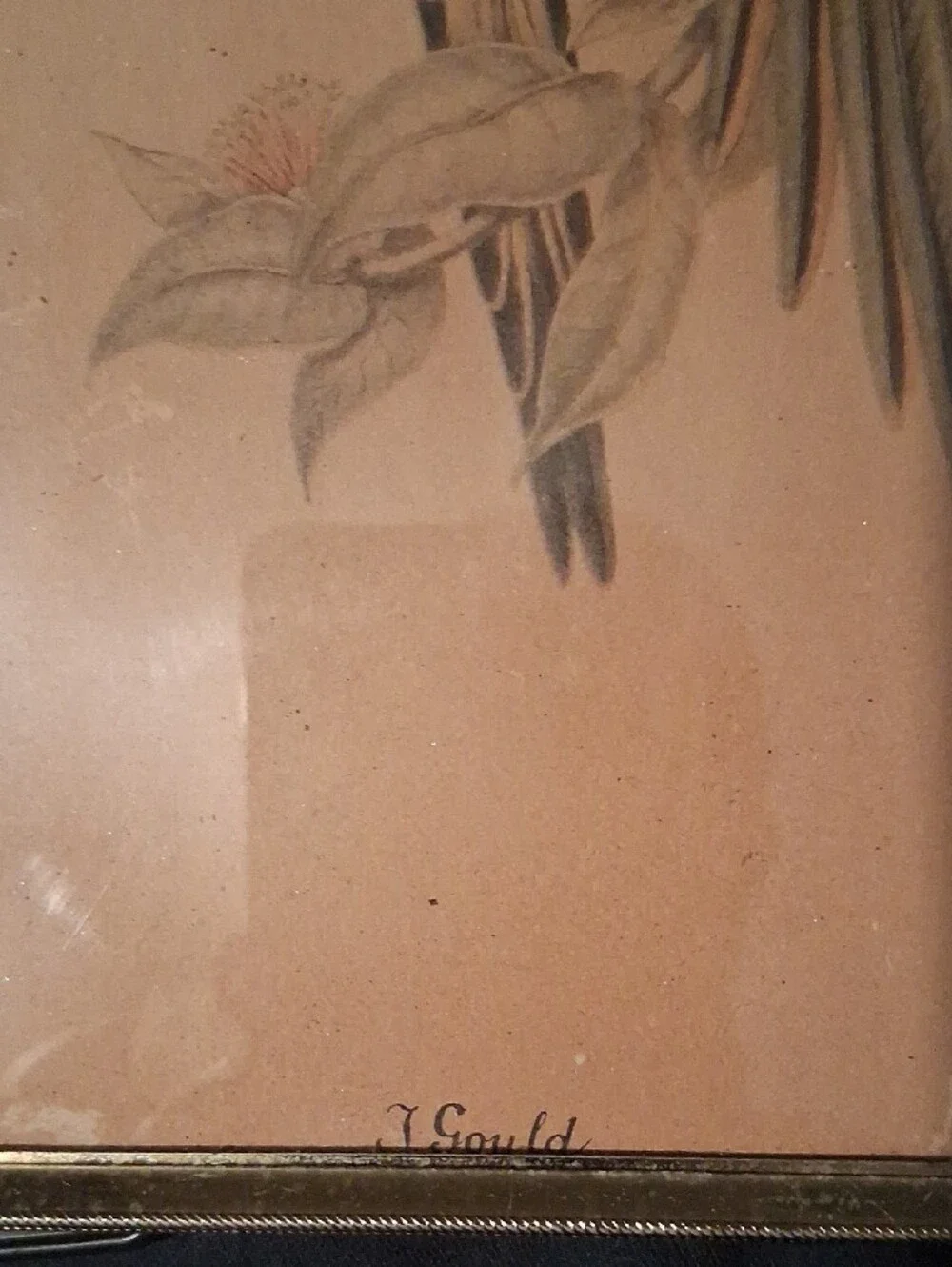 Gould pair decorative